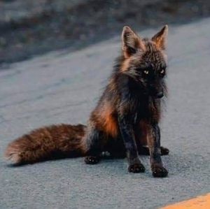 Meet your Posher, Andra